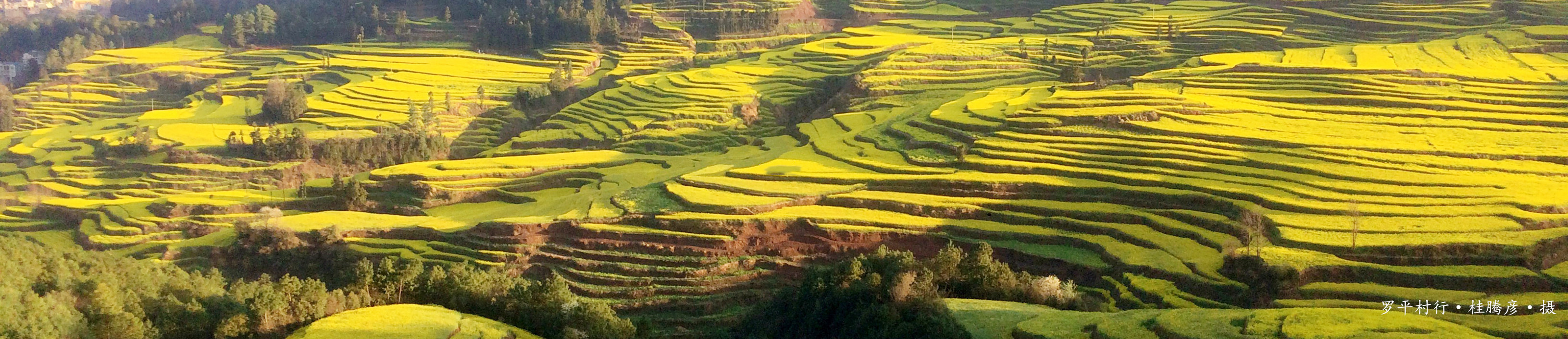 【兴福风景图】云南罗平 油菜梯田_副本.jpg